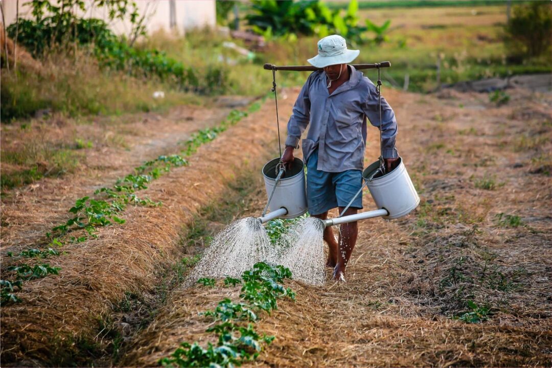 Oferta de Empleo | Trabajador Agrícola