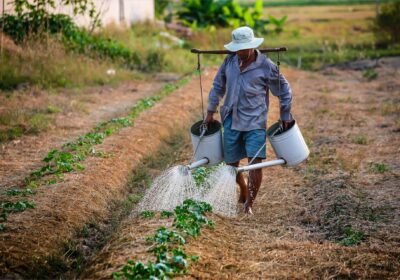agricultor-cultivo-agricultura-ecologica-Herrera-Serrano-Botero