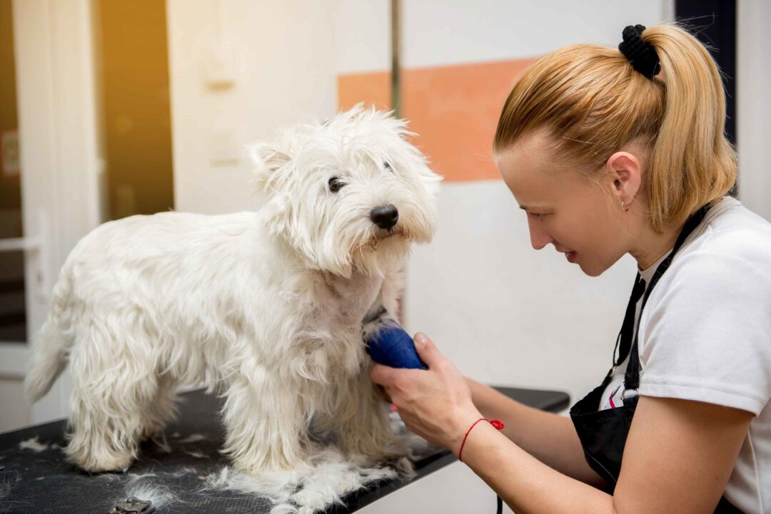 Peluquera Canina