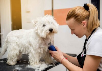 peluqueria_canina-scaled-1